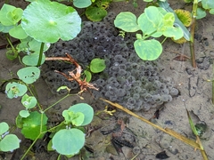 Rana longicrus