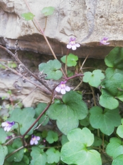 Cymbalaria muralis