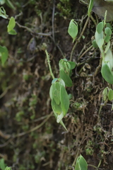 Peperomia abyssinica