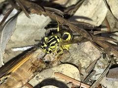 Vespula sulphurea