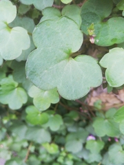 Cymbalaria muralis
