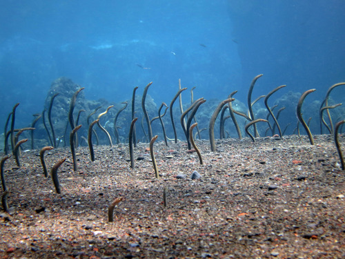 Barnes' garden eel (Gorgasia barnesi) — Congridae — 4