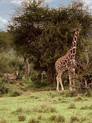 Giraffa camelopardalis reticulata
