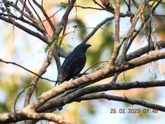 Dicrurus andamanensis