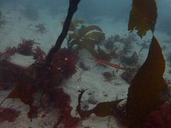 Aulorhynchus flavidus