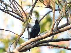 Dicrurus andamanensis