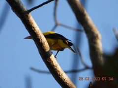 Oriolus chinensis