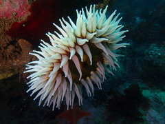 Urticina piscivora