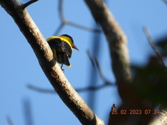 Oriolus chinensis