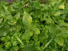 Arum italicum