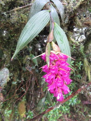 Elleanthus maculatus