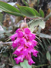 Elleanthus maculatus