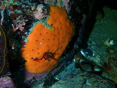 Dragmacidon mexicanum