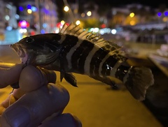 Epinephelus aeneus