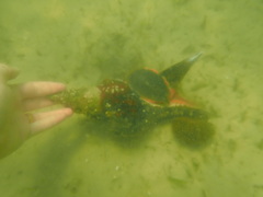 Triplofusus giganteus