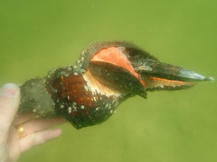 Triplofusus giganteus