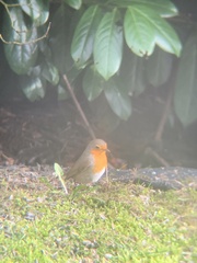 Erithacus rubecula rubecula