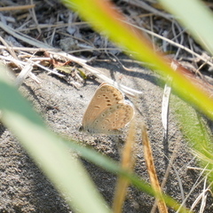 Pseudozizeeria maha okinawana
