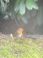 Erithacus rubecula rubecula