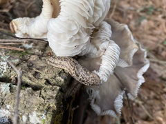 Philomycus carolinianus