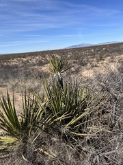 Yucca baccata