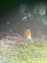 Erithacus rubecula rubecula