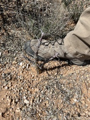 Fouquieria splendens