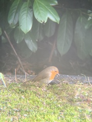 Erithacus rubecula rubecula
