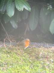 Erithacus rubecula rubecula