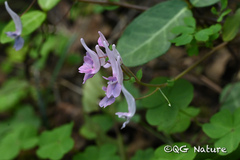 Corydalis decumbens