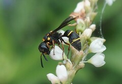 Leptochilus republicanus