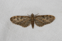 Eupithecia dodoneata