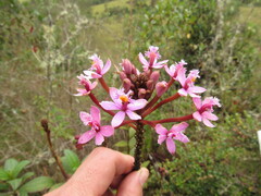 Epidendrum arachnoglossum