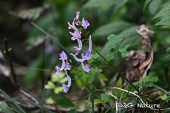 Corydalis decumbens