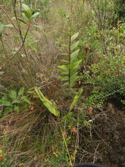 Epidendrum arachnoglossum