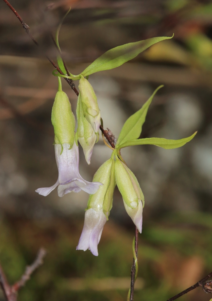 dwarf, fringed, and green gentians