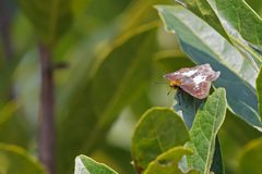 Gerosis phisara
