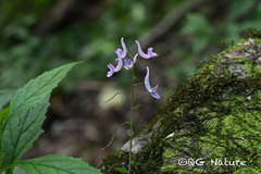Corydalis decumbens