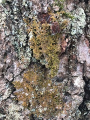 Ptilidium pulcherrimum