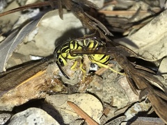Vespula sulphurea