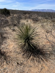 Yucca elata