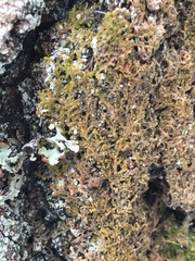 Ptilidium pulcherrimum