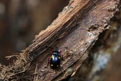 Eumorphus quadriguttatus