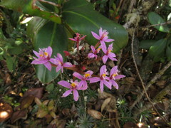 Epidendrum arachnoglossum