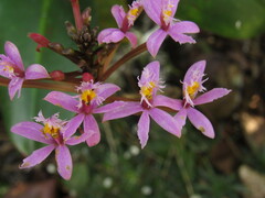 Epidendrum arachnoglossum