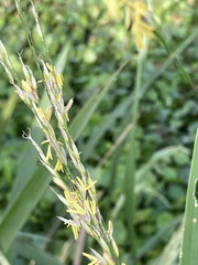 Zizaniopsis miliacea