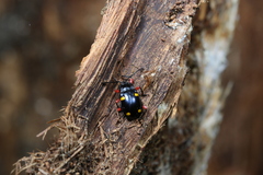 Eumorphus quadriguttatus