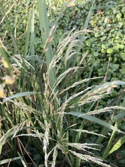 Zizaniopsis miliacea