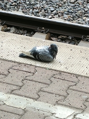 Columba livia domestica