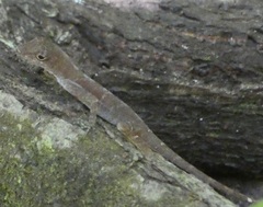 Anolis polylepis